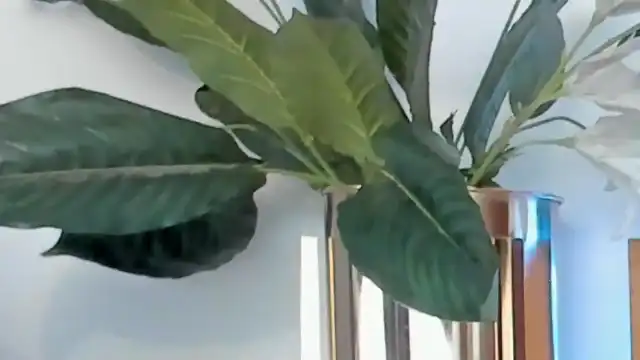 Lucia-saanvi – Flirt4free Live Sex Cam Recording – 2025-03-18 09:10:31